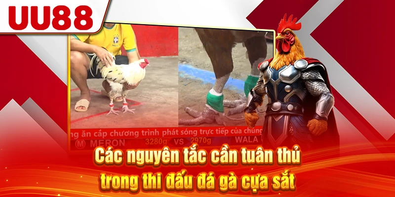 Các nguyên tắc cần tuân thủ trong thi đấu đá gà cựa sắt