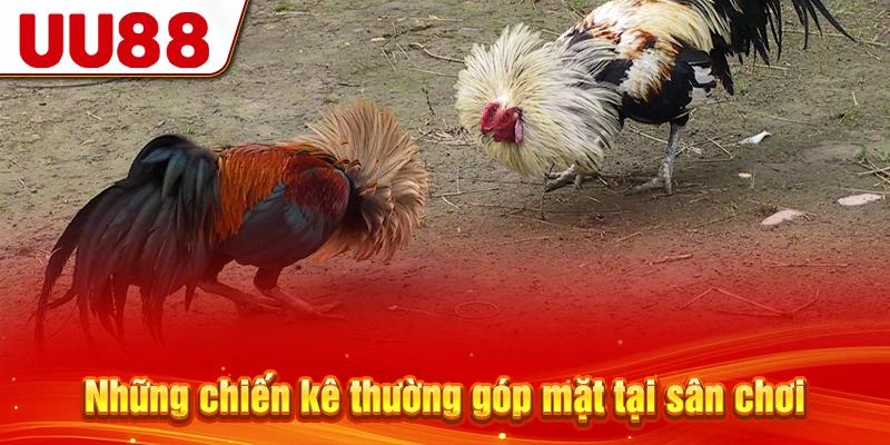 Những chiến kê thường góp mặt tại sân chơi